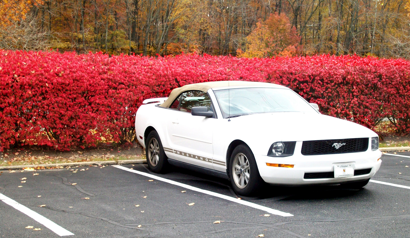 Performance White 2006 Ford Mustang V6